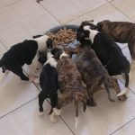 Una fotografía con cachorros de perro alimentándose en el Albergue animal ADAG de Girardot.