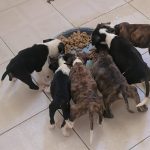 Una fotografía con cachorros de perro alimentándose en el Albergue animal ADAG de Girardot.