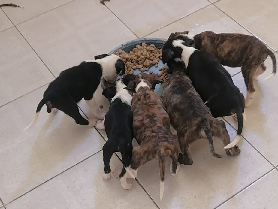 Una fotografía con cachorros de perro alimentándose en el Albergue animal ADAG de Girardot.